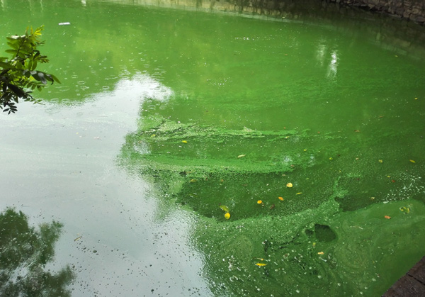 湖泊藍(lán)藻治理